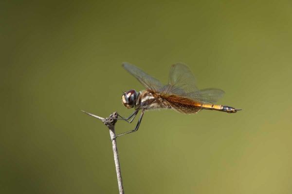 TX, Austin Striped saddlebags dragonfly on stem
